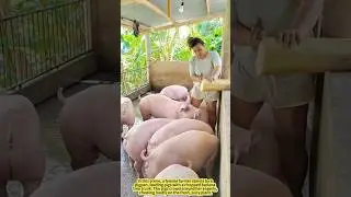 Feeding Pigs with Banana Trees! A Smart Farming Trick.