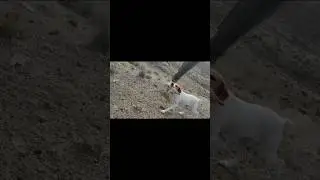 هوازنی کبک با پوینتر انگلیسی آموزش دیده.صید الحجل .shorts #