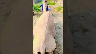 BIG BEAUTIFUL CAMEL FOR SEASON 2026 BAKRA EID