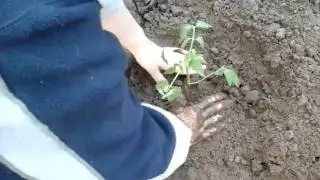 Посадка помидор в открытый грунт.\Planting tomatoes in the open ground.