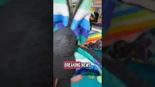 Breaking News🏳️&zwj;🌈🦇#gay #lgbt #smallbusiness #bat #plush #lgbtq