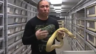 Moving BHB Reptiles! Snakes, Blue tongued Skinks, Leopard Geckos! SnakeBytesTV