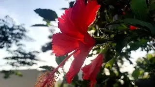 Hibiscus 🌺 Flowers 💐 Blooming into Closing during sunset #timelapse