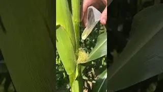 Gardening tip: hand pollinate your corn if you&rsquo;re growing in a small patch! #growsomefood #gardening
