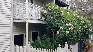 A Walk Around Cooks Hill Part 2