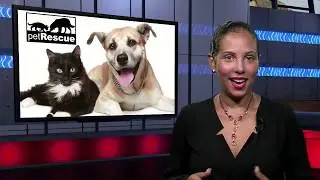 The Local Live #178 