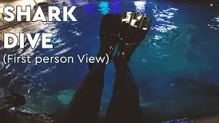 Shark Dive in UK's Largest Tank