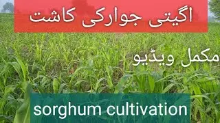 jawar ki kasht || sorghum cultivation || tractors tube pk