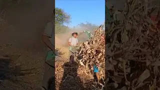 tutorial de C&oacute;mo hacer asilo de maiz seco para las vacas 🐄 en verano