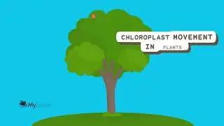Understanding Cyclosis The Flow of Life in Cells 720p