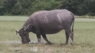 This buffalo has strange horns.