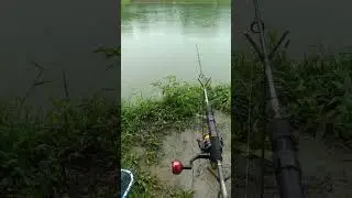 mancing kalapia ujan ujan jos#short #shorts