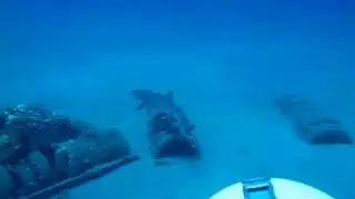 Following a White Tip Reef Shark