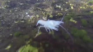 Southern Cave Crawfish