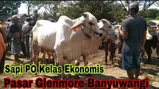 12 juta Nego !! Persiapan Qurban Harga Murah Sapi Kelas Ekonomis !! Pasar Glenmore Banyuwangi