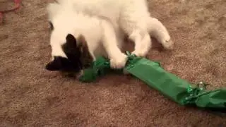 Baby Cat  Opening His Christmas Presents