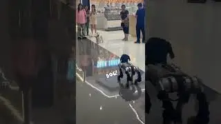 Real Dog meets Robotic Dog #shorts