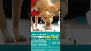 Unboxing Purina One Plus Digestive Health Formula Dry Dog Food - Natural Nutrition for Your Dog