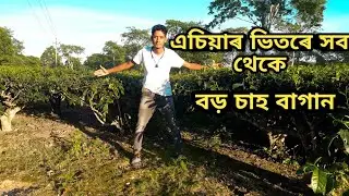 Assam tezpur Rupajoli tea garden, assam tea garden ll Alim vlogger.