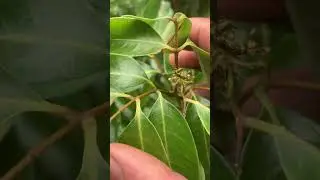 Kĩ thuật bỏ hoang liệu có hiệu quả . Ngày 18/11/2025 (âl)