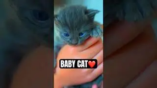 Cute Kitten Wants Her Mom #shorts