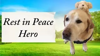 A dog memoir song - 
