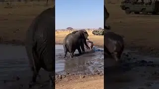 Слон взбесился &mdash; Бегемота выгнали из водопоя! 🐘💥