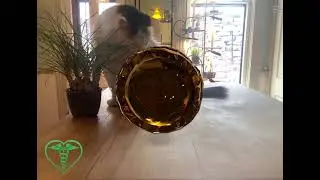 Chia Asset Tokens (CATs) meet my real IRL cat