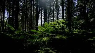 Walking on Soft Grass | Peaceful Footstep Sounds for Deep Relaxation