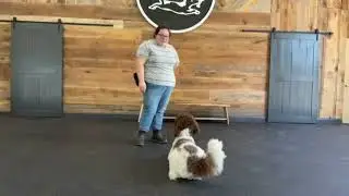 Wally: basics and demand barking