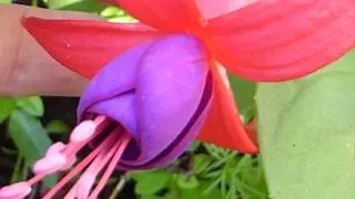 Fuchsias -   Bl&oacute;&eth;dropi krists  - Fuks&iacute;a - Pottaplanta - Sumarbl&oacute;m