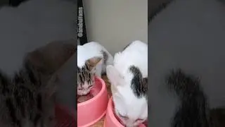 Twins get the same amount of food. Which of them eats faster