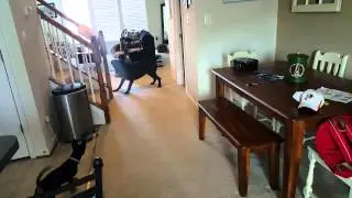 Doxie and Radar chasing