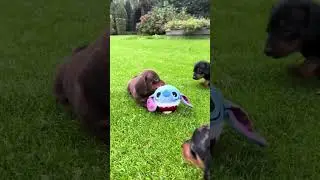 Dwerg teckel pups - Designerdogs Warande Gilze