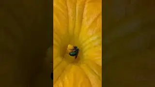 Native Sweat Bees #bees #sweatbee #Hymenoptera #halictinae #insect #pollinators #nativetexasbees