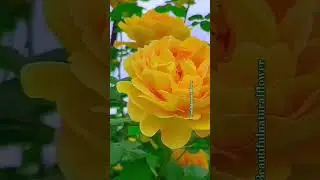 Beautiful natural flowers #flowers #beautifulflowers #nature #rosegardentour #beautyfulgarden #1m
