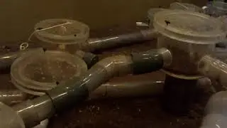 Naked Mole Rat Live Stream at Liberty Science Center