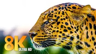 Ultimate Wild Animals Collection in 8K ULTRA HD With Relaxing Music (8K VIDEO ULTRA HD)