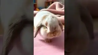 Cute and fluffy bunny moments #rabbit #funnyvideo #shorts #video