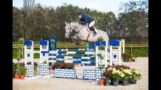 15 Go Dence (Mylord Carthago x Lord Z x Corland), mare, 2011