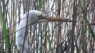 The Eastern Great Egret (ardea alba modesta)