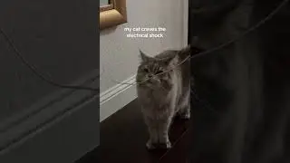 @1975kate: она такая сумасшедшая #кошка #любителькошек #котенок
