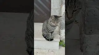 Красивый смотритель за воротами #shorts #cat #kitty #animals #meow #cutecat #amazingcat