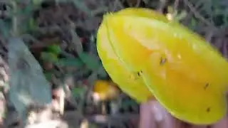 Star fruit