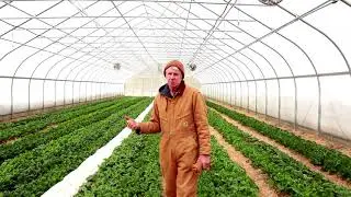 Winter Spinach Production