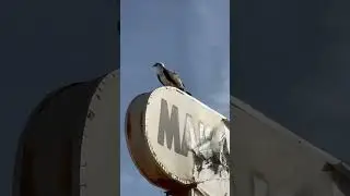 На красном море в Макади Бэй