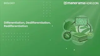 Differentiation, Dedifferentiation and Redifferentiation