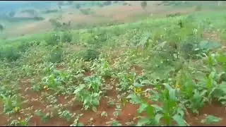 Banguka wigurire isambu irenga Hectal 0787464641