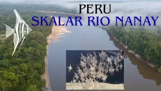 Hodowla Skalary Rio Nanay F0 & F1