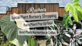 Big Box Store House Plant Shopping Alternatives Local Plant Nursery Ruibals and Rare Plant Pop Up